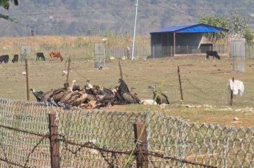 vulture-resting-place