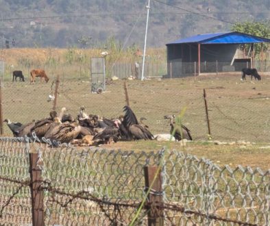 vulture-resting-place