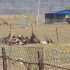 vulture-resting-place