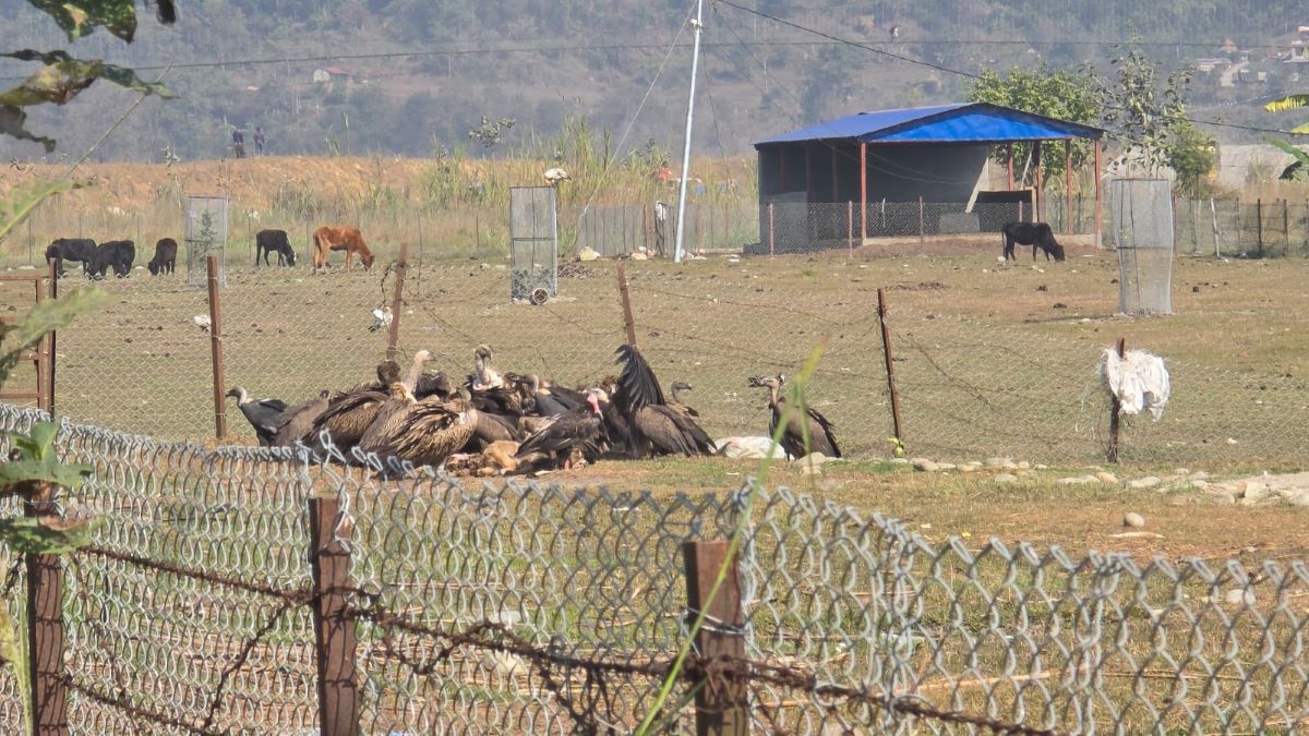 vulture-resting-place