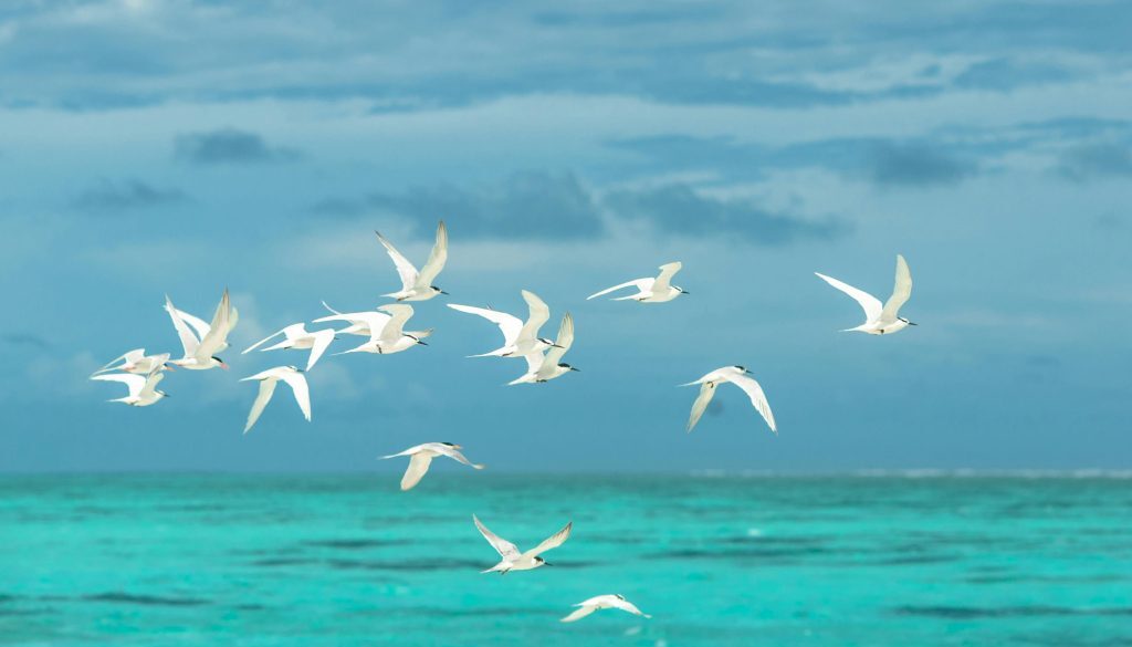 flying birds