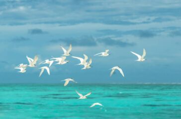 flying birds