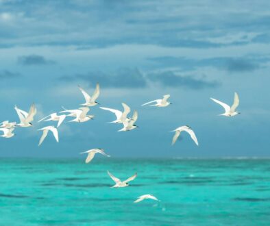 flying birds