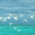 flying birds