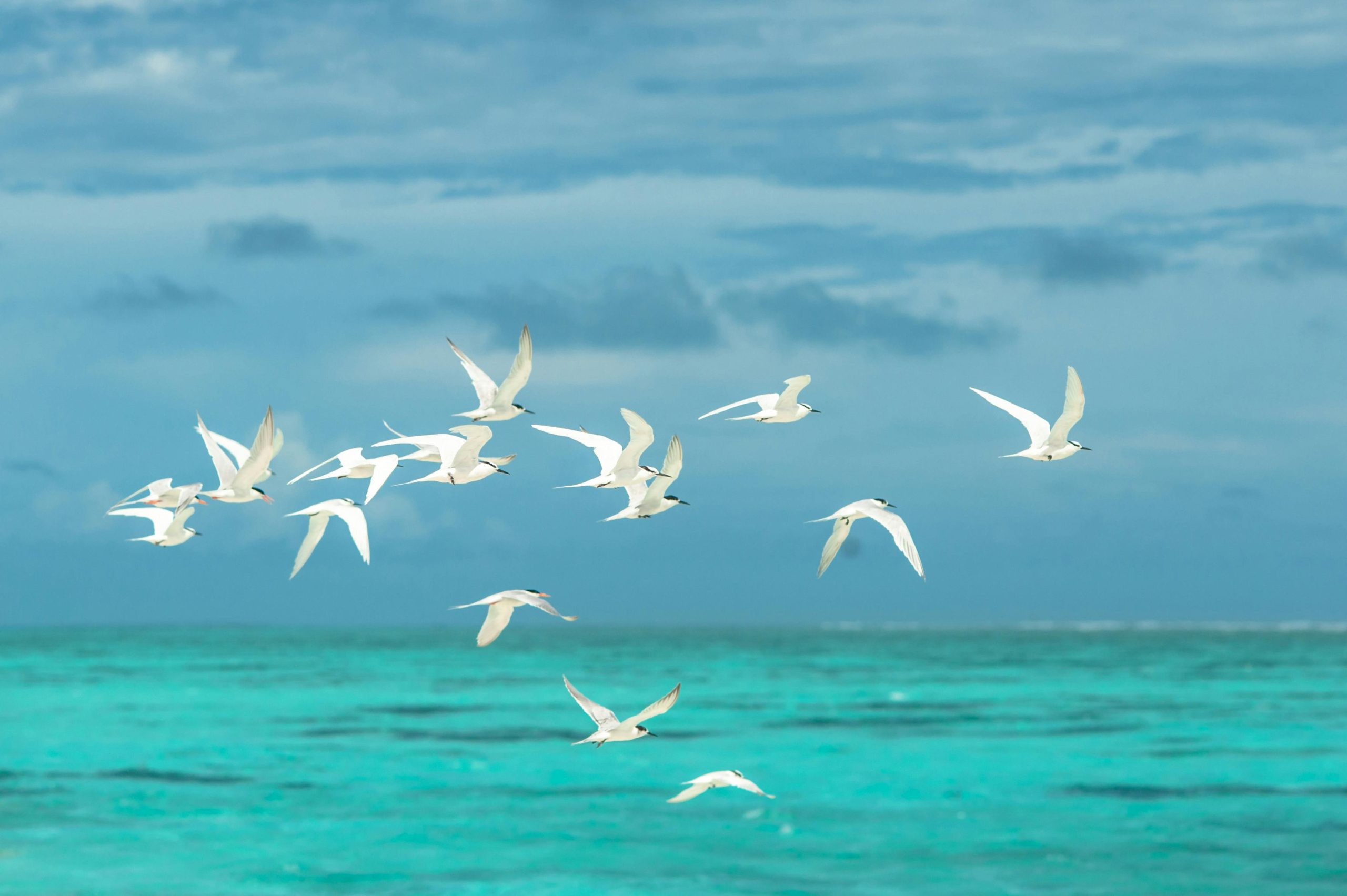 flying birds