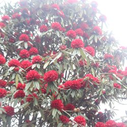 जन्तेढुङ्गा गाउँपालिकामा ‘लालीगुराँस संरक्षण अभियान’ सञ्चालन lali Guransh