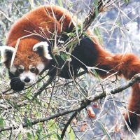 redpanda