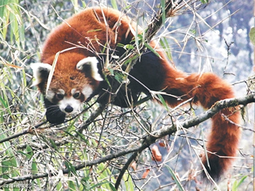 redpanda