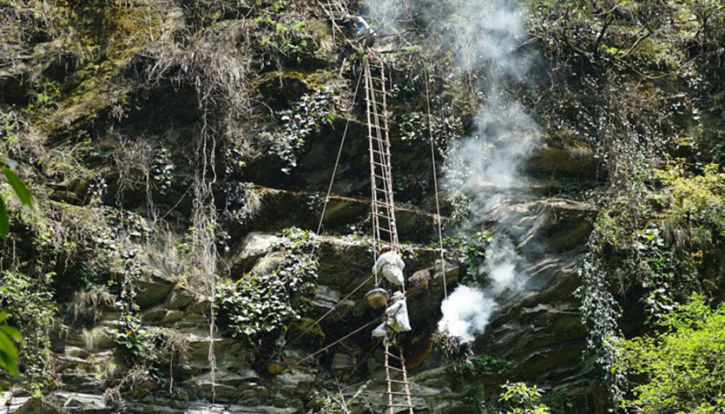honeyhunting honeyhunting