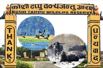 koshi tappu