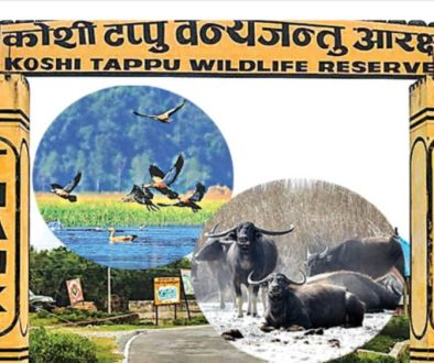 koshi tappu