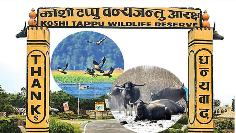 koshi tappu