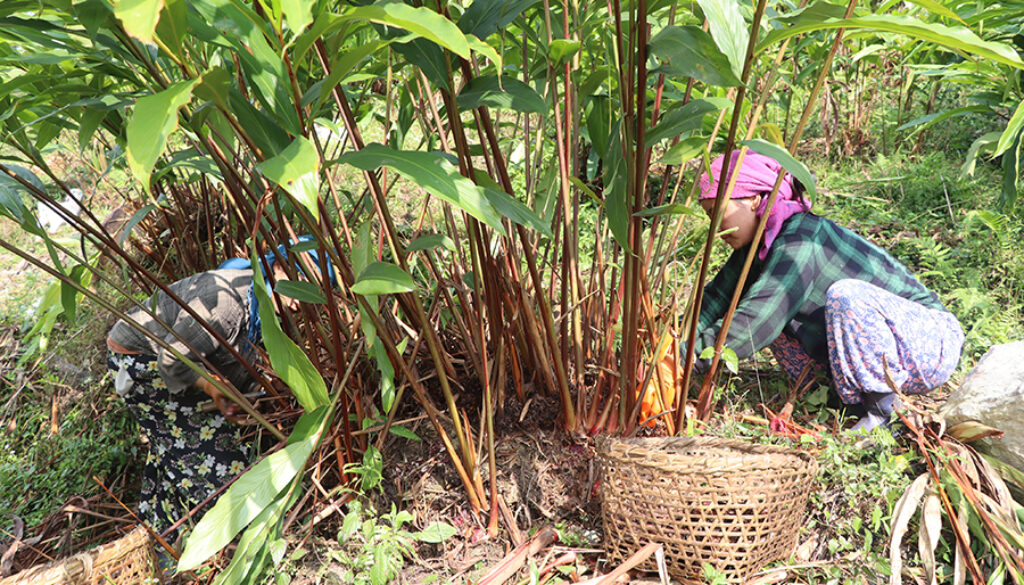Alaichi farmers Alaichi farmers