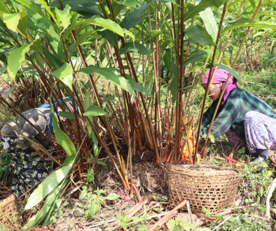 Alaichi farmers