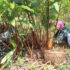 Alaichi farmers