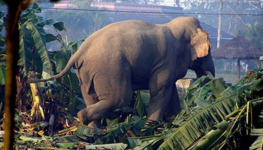 elephant elephant