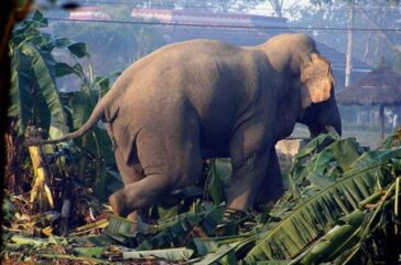 elephant