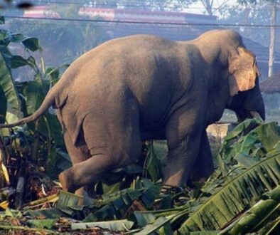 elephant