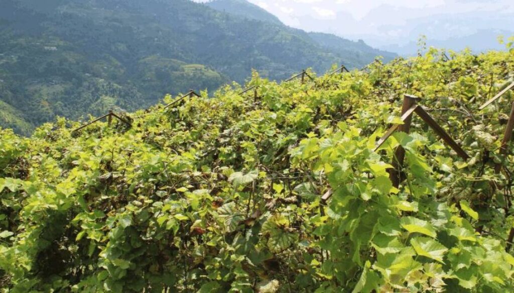 grapes grapes
