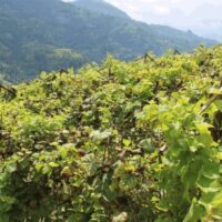 grapes