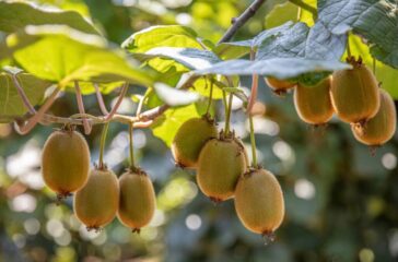 kiwi