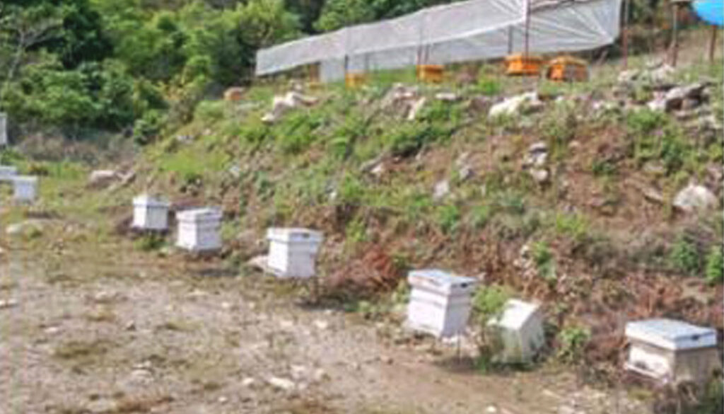 mauri-palan-bee-farming-in-waling mauri-palan-bee-farming-in-waling