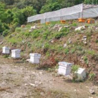 mauri-palan-bee-farming-in-waling