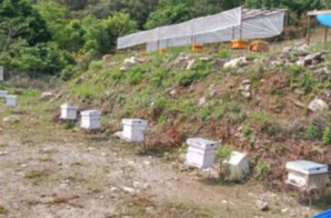 mauri-palan-bee-farming-in-waling