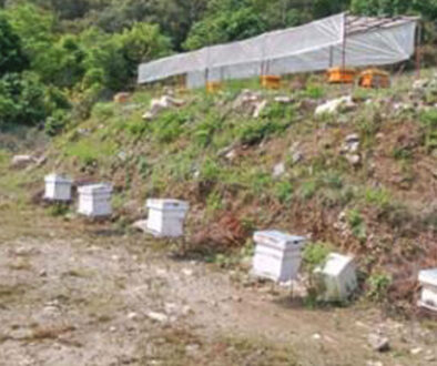mauri-palan-bee-farming-in-waling