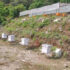 mauri-palan-bee-farming-in-waling