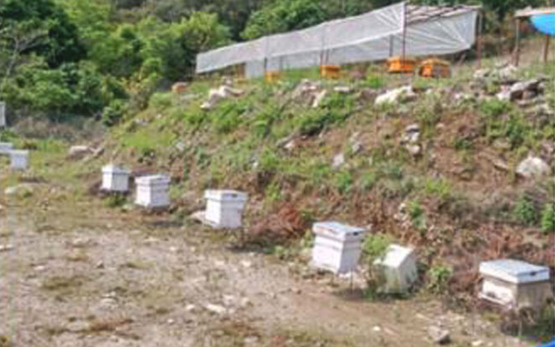mauri-palan-bee-farming-in-waling
