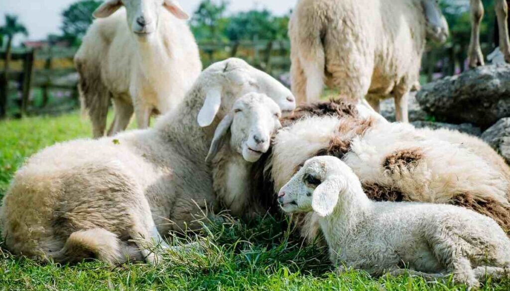 sheep sheep