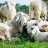 sheep