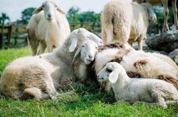 sheep