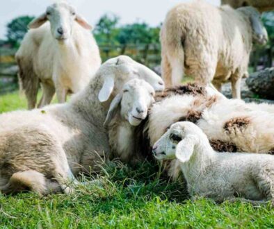 sheep
