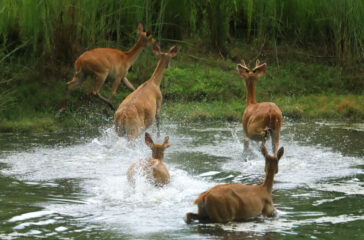 RP_KANCHANPUR_