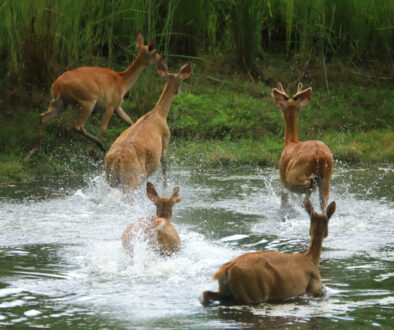 RP_KANCHANPUR_
