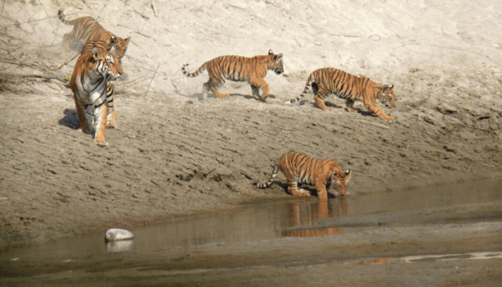 Tiger-Chitwan Tiger-Chitwan