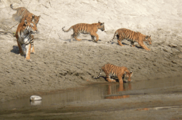 Tiger-Chitwan