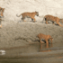 Tiger-Chitwan