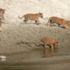 Tiger-Chitwan