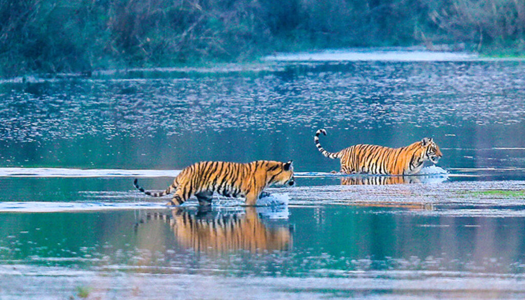Tiger-in-bardia-national-park