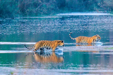 Tiger-in-bardia-national-park