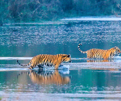 Tiger-in-bardia-national-park