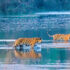 Tiger-in-bardia-national-park