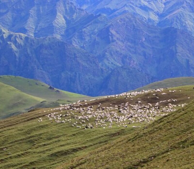 bukipatan