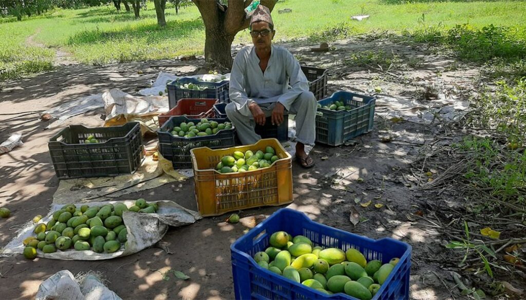 mango farmer mango farmer