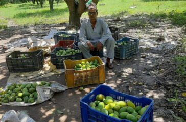 mango farmer