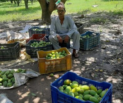 mango farmer
