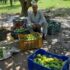 mango farmer
